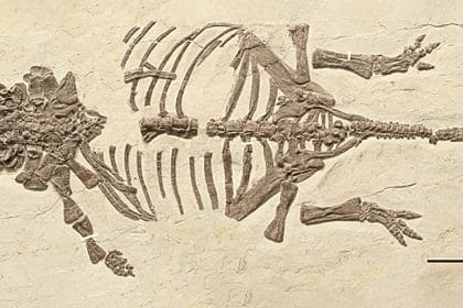 Çin’de Keşfedilen İlk Zırhlı Dinozor Yavrusu: Ankylosaur Gelişimine Dair Ezber Bozan Bulgular
