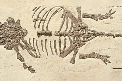 Çin’de Keşfedilen İlk Zırhlı Dinozor Yavrusu: Ankylosaur Gelişimine Dair Ezber Bozan Bulgular