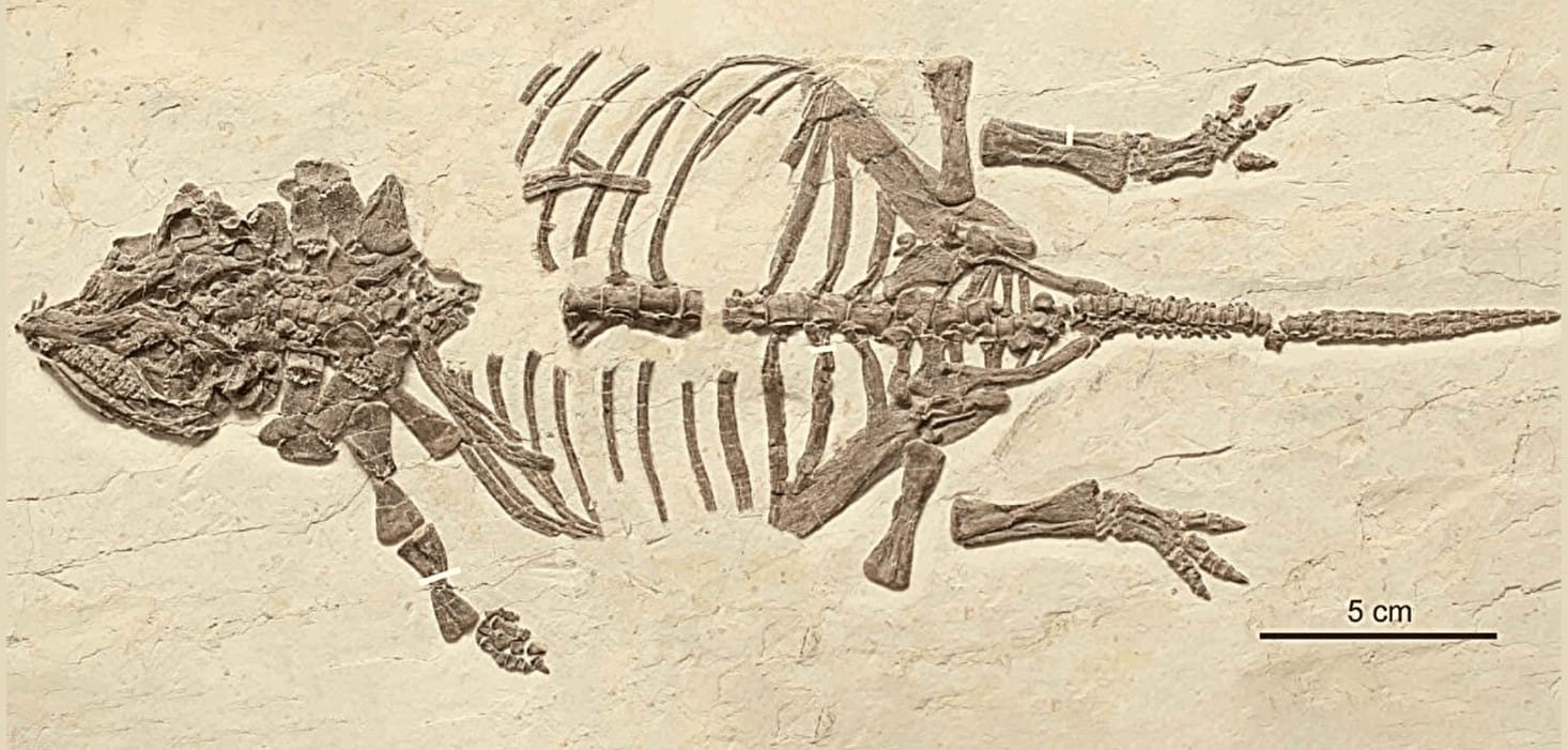 Çin’de Keşfedilen İlk Zırhlı Dinozor Yavrusu: Ankylosaur Gelişimine Dair Ezber Bozan Bulgular