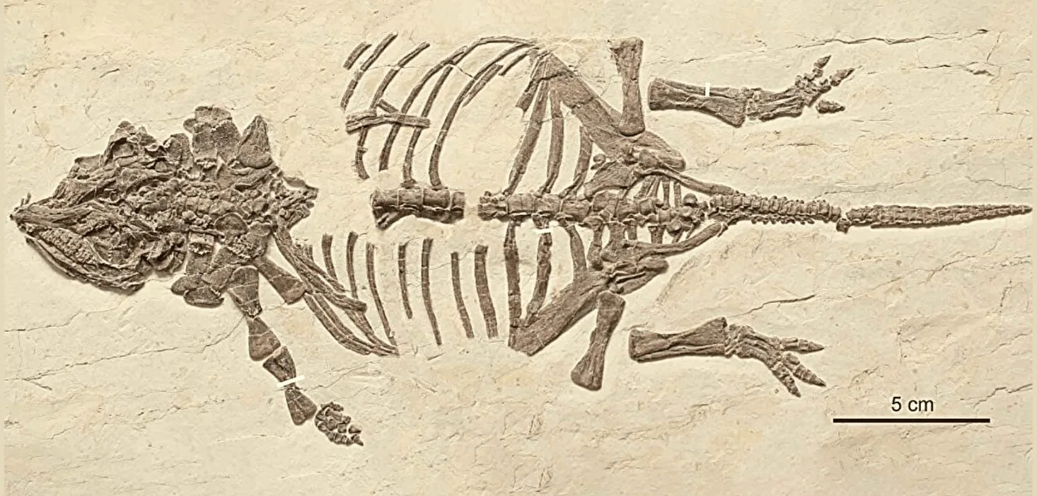 Çin’de Keşfedilen İlk Zırhlı Dinozor Yavrusu: Ankylosaur Gelişimine Dair Ezber Bozan Bulgular