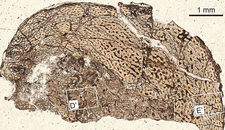 Çin’de Keşfedilen İlk Zırhlı Dinozor Yavrusu: Ankylosaur Gelişimine Dair Ezber Bozan Bulgular