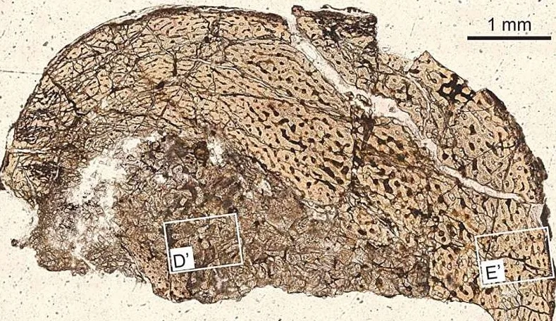 Çin’de Keşfedilen İlk Zırhlı Dinozor Yavrusu: Ankylosaur Gelişimine Dair Ezber Bozan Bulgular