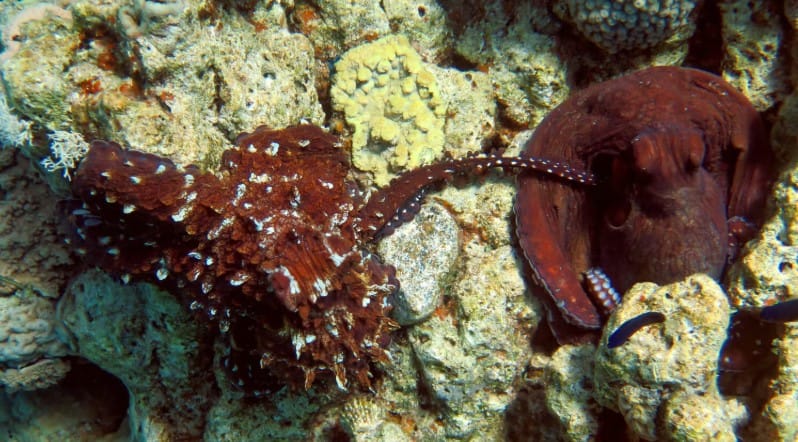 Erkek Ahtapotların “Süper Kolu”: Dişinin Cinsiyet Hormonunu Algılayarak Karanlıkta Bile Döllenme Sağlayan Mekanizma