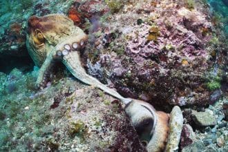 Erkek Ahtapotların “Süper Kolu”: Dişinin Cinsiyet Hormonunu Algılayarak Karanlıkta Bile Döllenme Sağlayan Mekanizma