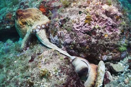 Erkek Ahtapotların “Süper Kolu”: Dişinin Cinsiyet Hormonunu Algılayarak Karanlıkta Bile Döllenme Sağlayan Mekanizma