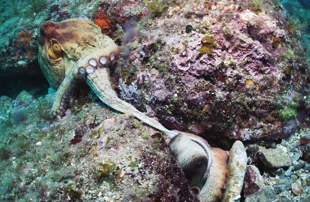 Erkek Ahtapotların “Süper Kolu”: Dişinin Cinsiyet Hormonunu Algılayarak Karanlıkta Bile Döllenme Sağlayan Mekanizma