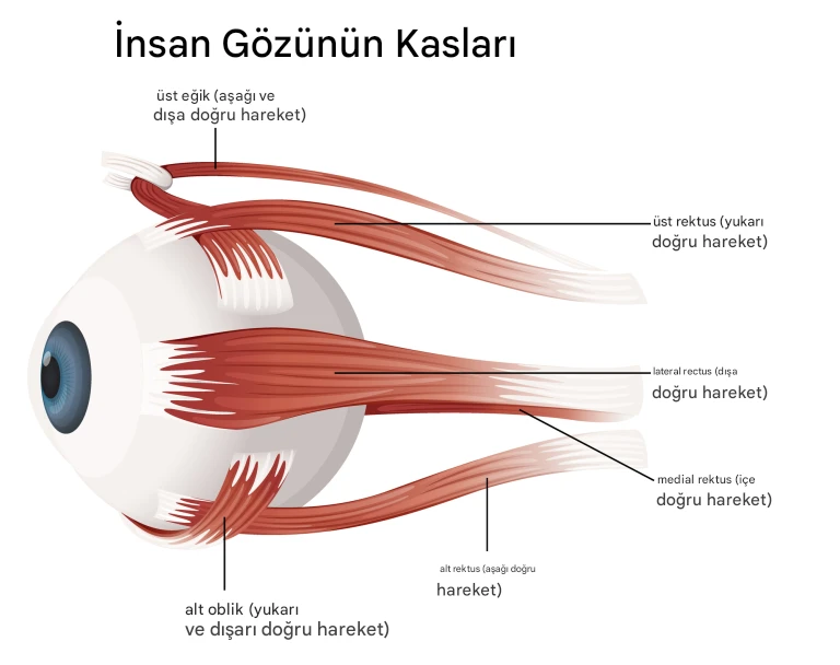  Bilim Arkeoloji Bilim İnsanları Biyoloji Ekoloji Hayvanlar Evrim Paleontoloji Fizik Genetik Jeoloji Kimya Psikoloji Sinirbilim Gelecek Robotik Ulaşım Genel Sağlık Beslenme Cinsel Sağlık Gıda Hastalıklar Meditasyon Tarih Medeniyetler Teknoloji Biyoteknoloji Enerji İnternet Kripto Para Mobil Mobil Uygulama Otomobil Oyun Savunma Sanayi Yapay Zeka Yazılım Uzay Astrofizik Astronomi Gezegenler Keşifler Yaşam