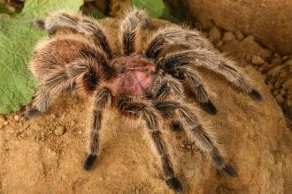 Gül Tüylü Tarantula: Pembe, Yırtıcı ve Şaşırtıcı Derecede Popüler Bir Türün Bilimsel Portresi
