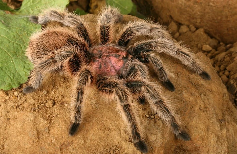 Gül Tüylü Tarantula: Pembe, Yırtıcı ve Şaşırtıcı Derecede Popüler Bir Türün Bilimsel Portresi