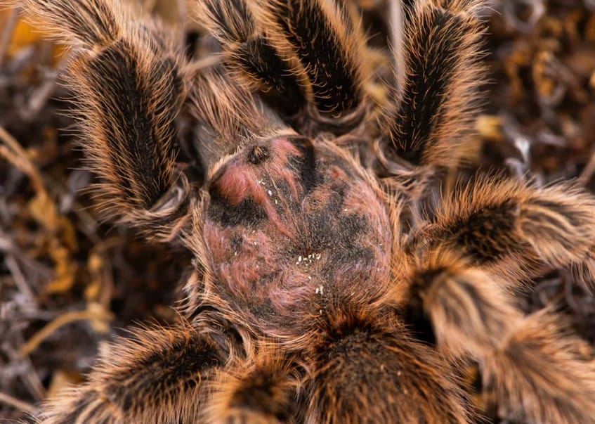 Gül Tüylü Tarantula: Pembe, Yırtıcı ve Şaşırtıcı Derecede Popüler Bir Türün Bilimsel Portresi