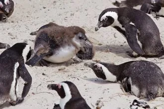 Güney Afrika Sahillerinde Sessiz Felaket: 62.000 Afrika Pengueninin Açlıktan Ölümü Bilimsel Olarak Belgelenmiş Durumda