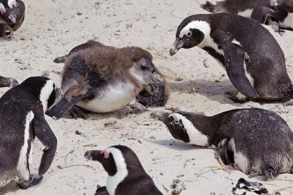 Güney Afrika Sahillerinde Sessiz Felaket: 62.000 Afrika Pengueninin Açlıktan Ölümü Bilimsel Olarak Belgelenmiş Durumda