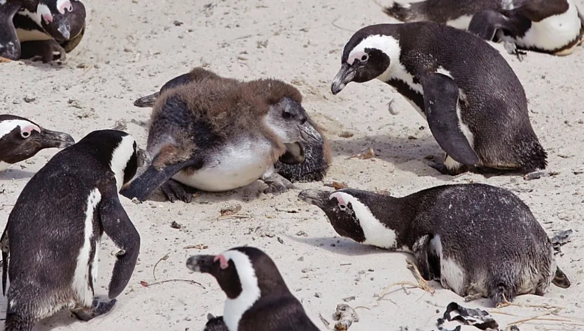 Güney Afrika Sahillerinde Sessiz Felaket: 62.000 Afrika Pengueninin Açlıktan Ölümü Bilimsel Olarak Belgelenmiş Durumda