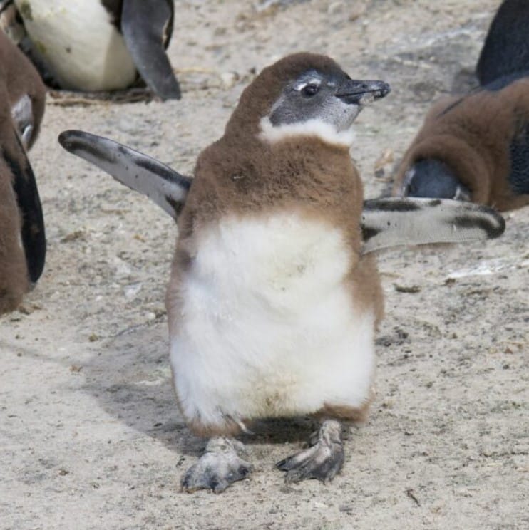 Güney Afrika Sahillerinde Sessiz Felaket: 62.000 Afrika Pengueninin Açlıktan Ölümü Bilimsel Olarak Belgelenmiş Durumda