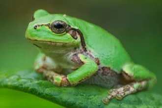 Japon Ağaç Kurbağasının Bağırsak Bakterilerinde Güçlü Bir Anti-Kanser Ajanı Keşfedildi