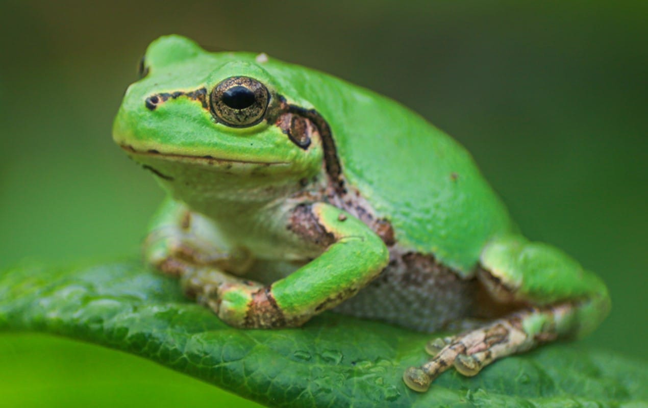 Japon Ağaç Kurbağasının Bağırsak Bakterilerinde Güçlü Bir Anti-Kanser Ajanı Keşfedildi