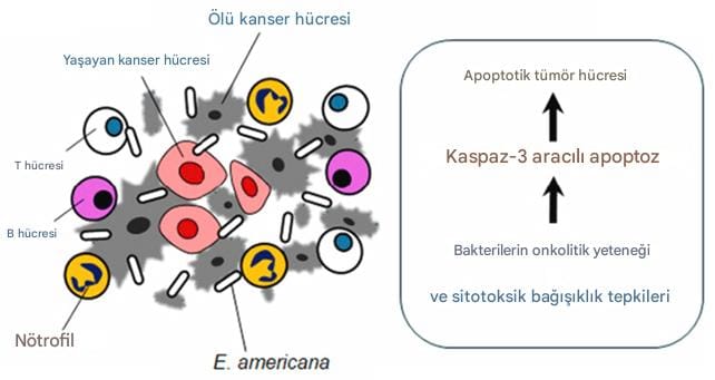 Japon Ağaç Kurbağasının Bağırsak Bakterilerinde Güçlü Bir Anti-Kanser Ajanı Keşfedildi