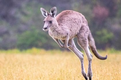 Kangurular Nasıl Daha Hızlı Zıplıyor Ama Daha Fazla Enerji Harcamıyor? Yeni Bir Çalışma Bu Paradoksu Açıklıyor