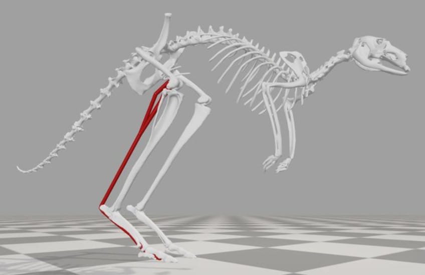 Kangurular Nasıl Daha Hızlı Zıplıyor Ama Daha Fazla Enerji Harcamıyor? Yeni Bir Çalışma Bu Paradoksu Açıklıyor