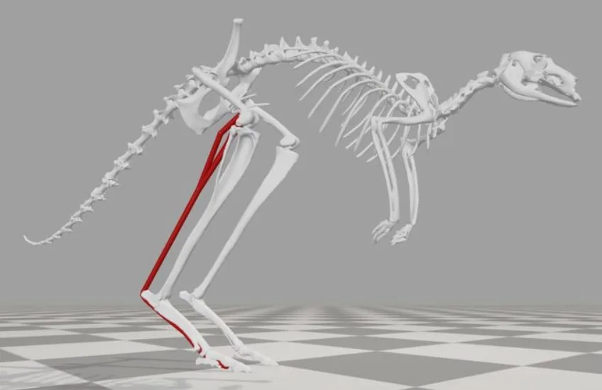 Kangurular Nasıl Daha Hızlı Zıplıyor Ama Daha Fazla Enerji Harcamıyor? Yeni Bir Çalışma Bu Paradoksu Açıklıyor