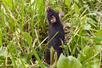 Laboratuvardan Doğaya: Kafeslerden Salınan Fareler Bir Haftada Kaygılarını Sıfırladı