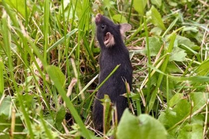 Laboratuvardan Doğaya: Kafeslerden Salınan Fareler Bir Haftada Kaygılarını Sıfırladı