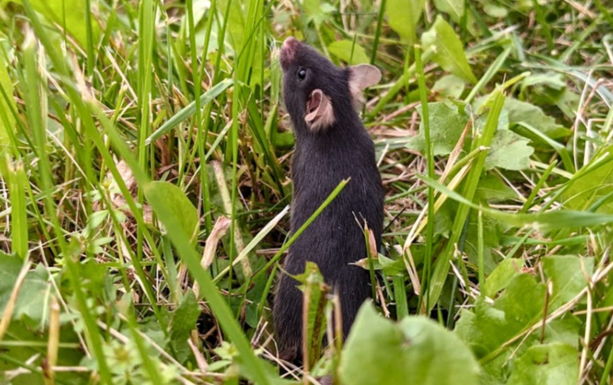 Laboratuvardan Doğaya: Kafeslerden Salınan Fareler Bir Haftada Kaygılarını Sıfırladı