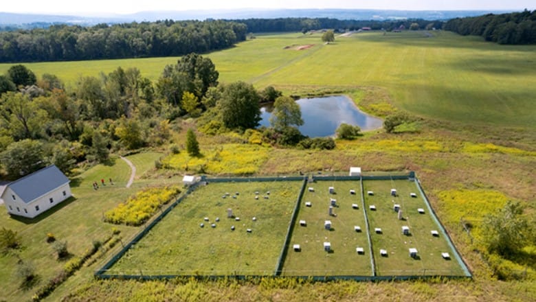 Laboratuvardan Doğaya: Kafeslerden Salınan Fareler Bir Haftada Kaygılarını Sıfırladı