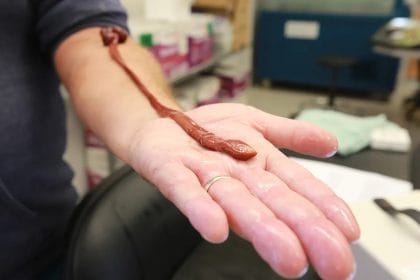 Onlarca Yıl Bir Laboratuvarda Sessizce Yaşadı: Bu Solucanın Gerçek Yaşı Bilimi Şaşırttı