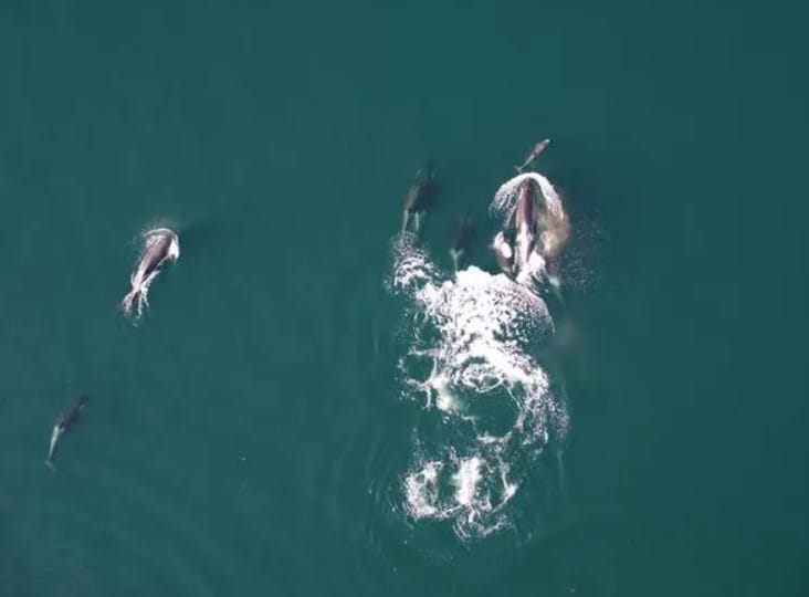Orkalar ve Yunuslar Arasında İlk Kez Gözlenen Av İttifakı: Somon Peşinde Kusursuz Bir Deniz İşbirliği