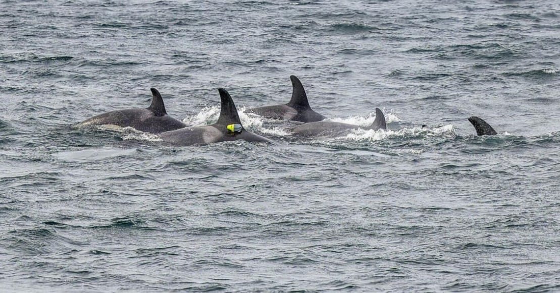 Orkalar ve Yunuslar Arasında İlk Kez Gözlenen Av İttifakı: Somon Peşinde Kusursuz Bir Deniz İşbirliği