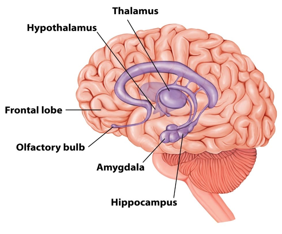 Panik Anında Vücutta Neler Oluyor? Neden “Sadece Nefes Al” Gerçekten İşe Yarıyor